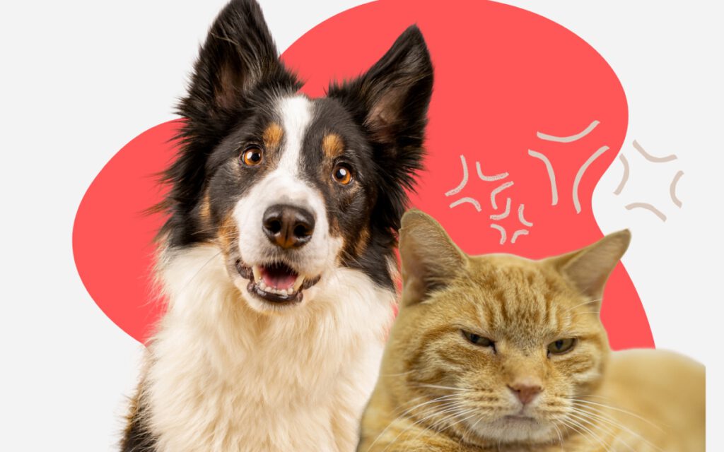 IELTS Speaking Chủ Đề Animals Part 1, 2, 3: Từ Vựng & Bài Mẫu