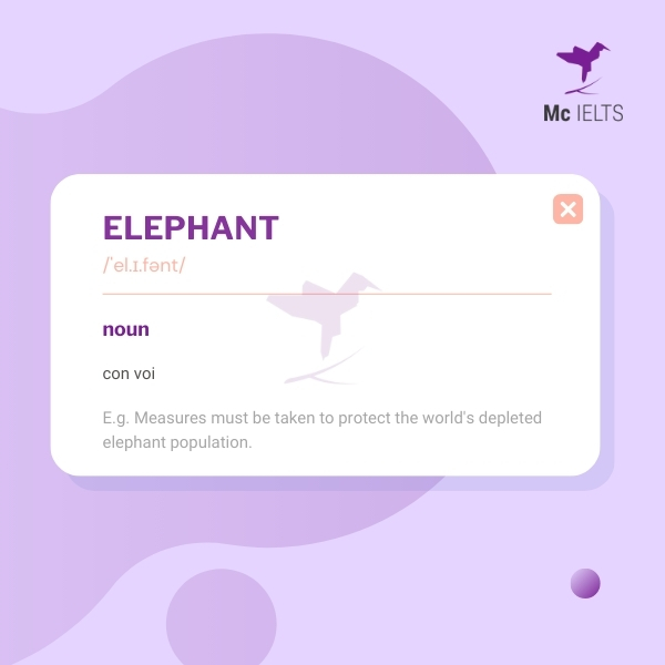 Vocabulary elephant topic Wild animals