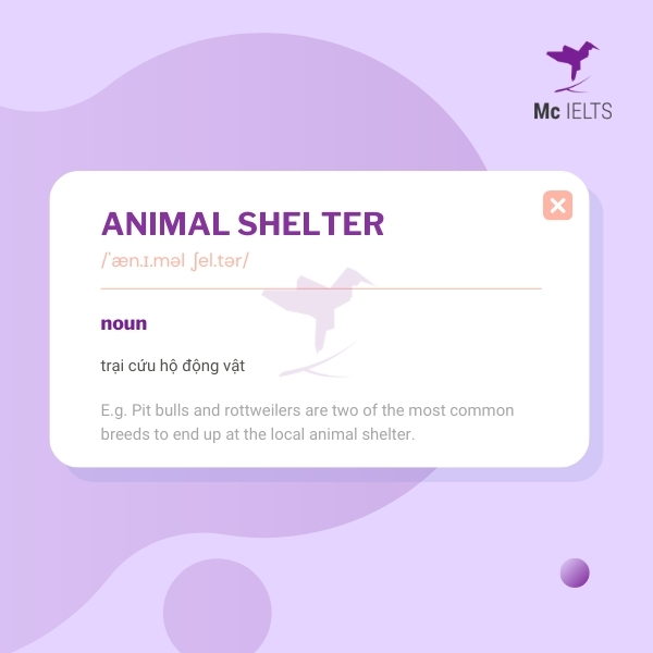 Vocabulary animal shelter topic Volunteer work